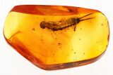 Fossil Earwig (Dermaptera) Exuvia In Baltic Amber - Rare Inclusion #272667-1